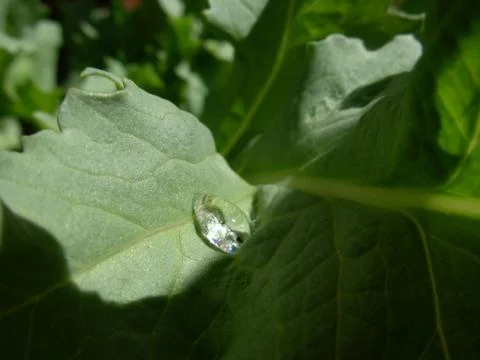 Leaf with single drop of water Stock Photos