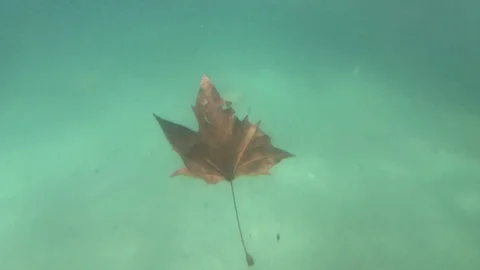 Leaf Sinking Stock Footage 98591732