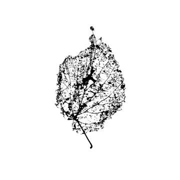Leaf skeleton after caterpillar infestation isolated on white background. Vector Stock Illustration