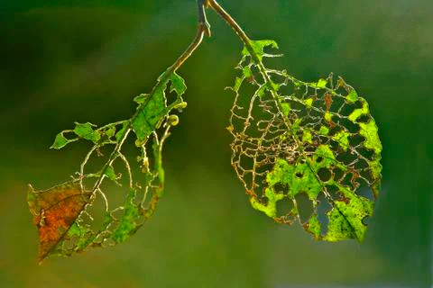 Leaf skeleton, damage done by caterpillars Photos