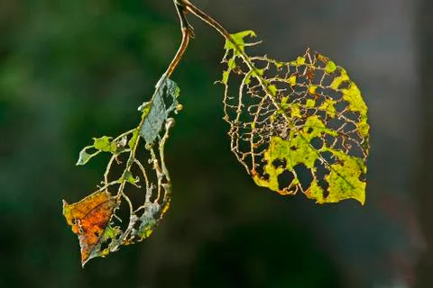 Leaf skeleton, damage done by caterpillars Photos