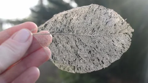 Leaf skeleton. Stock Footage 281578714