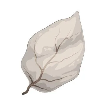Leaf skeleton illustration イラスト素材