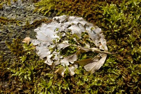 Leaf skeleton on moss 库存照片