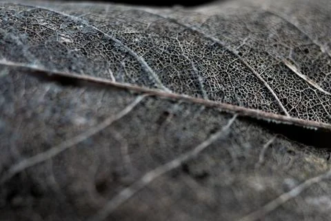 Leaf Skeleton Or Ghost Leaves Up Close In Black And White Stock Photos