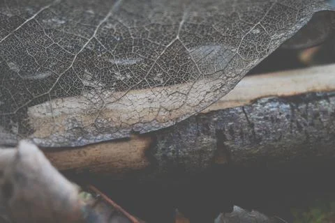 Leaf Skeleton Or Ghost Leaves Up Close In Black And White Stock Photos