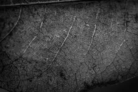 Leaf Skeleton Or Ghost Leaves Up Close In Black And White Stock Photos