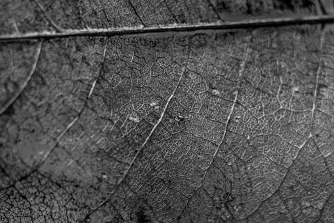 Leaf Skeleton Or Ghost Leaves Up Close In Black And White Stock Photos