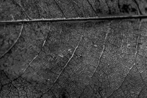 Leaf Skeleton Or Ghost Leaves Up Close In Black And White Stock Photos