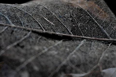 Leaf Skeleton Or Ghost Leaves Up Close In Black And White Stock Photos