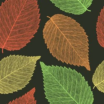 Leaf skeleton pattern Illustrazione stock