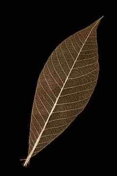 Leaf skeleton Stock Photos