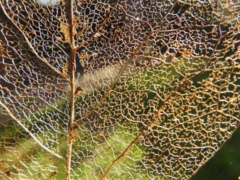 Leaf skeleton Stock Photos