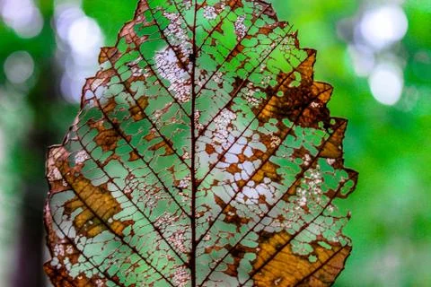 Leaf skeleton in the woods Stock Photos