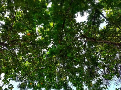Leaf on sky in a garden Stock Photos