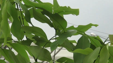 Leaf sky wind Video stock 38321901