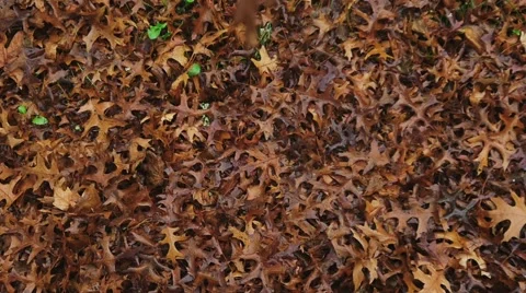 Leaf slowly falling to the ground Video stock 44386865