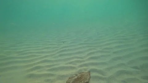 Leaf slowly floating away from sandy seabed Video stock 308864236