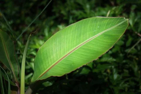 Leaf of Small banana tree Stock Photos