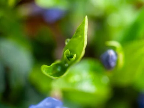 Leaf with a small hole in the middle of it Stock Photos