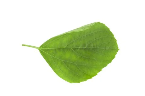 Leaf small isolated on white background Stock Photos