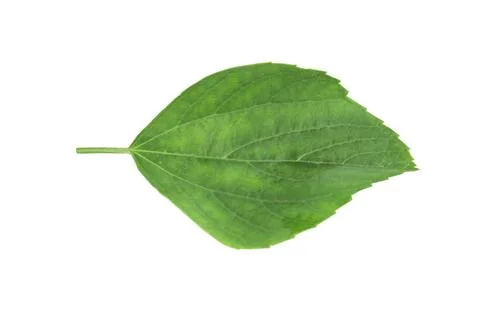 Leaf small isolated on white background Stock Photos