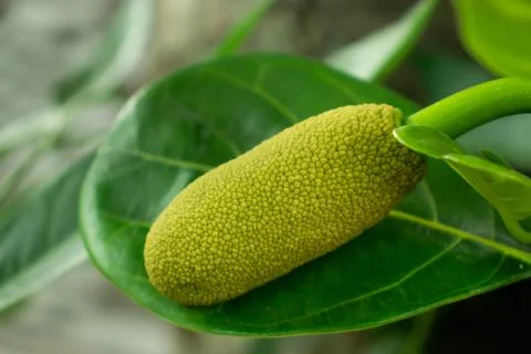On the leaf a small jackfruit growing and sweet food Foto stock