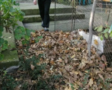 Leaf smash yapraklar Stock Footage 590983