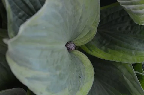 Leaf with a snail Stockfoto's