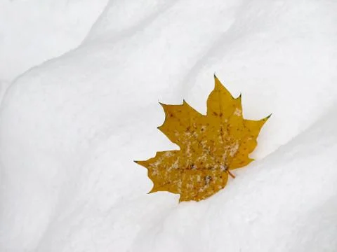Leaf on snow 2 Stock Photos