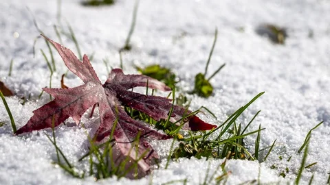 Leaf snow blend x264 Stock Footage 129678266