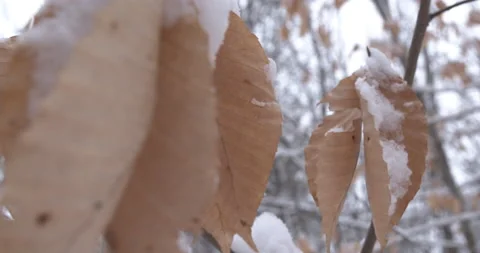 Leaf with snow closeup, handheld Stock Footage 147889407