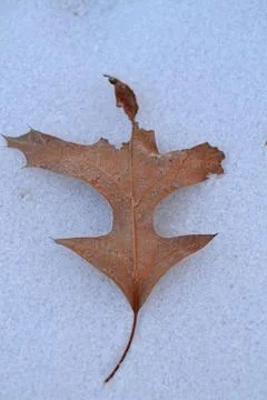 Leaf on Snow Stock Photos