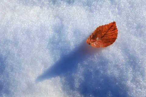 Leaf on snow. Stock Photos