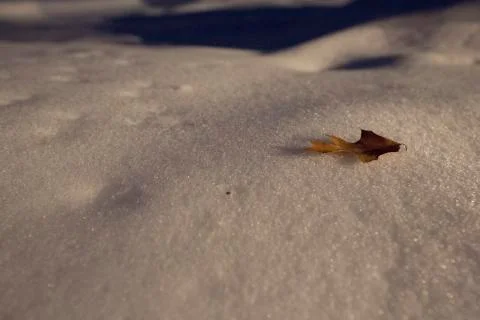 Leaf in the Snow Stock Photos