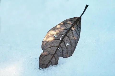 Leaf in snow Stock Photos