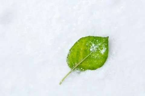 Leaf on Snow Stock Photos