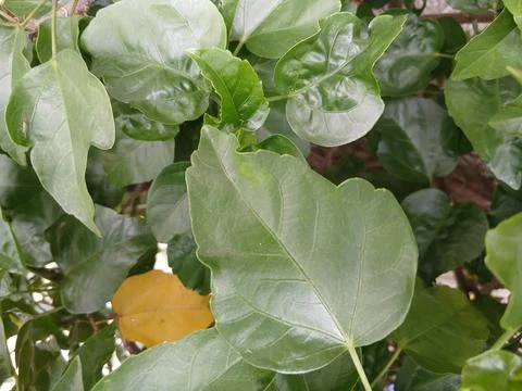 Leaf In Soft Light Stock Photos