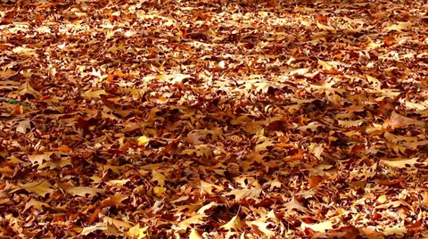 Leaf soil HD Stock Footage 32297094