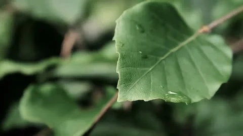 Leaf soreal color - HD Stock Footage 21965693