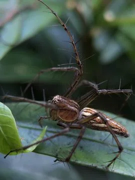 Leaf Spider Stock Photos
