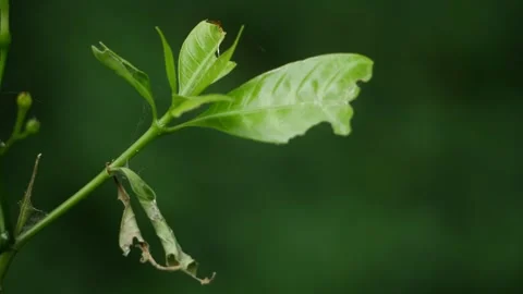 A leaf with a spider web, another leaf with a bug Stock Footage 248437547