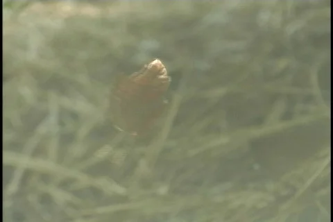 Leaf in spider web 库存影片 126417