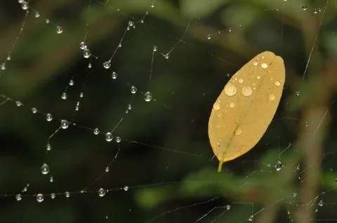 Leaf on a spider's web Foto stock