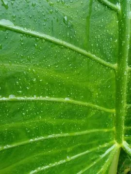 A leaf splashed by rainwater. Stockfoto's