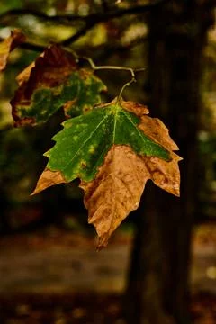 Leaf split into two colors Stock-Fotos