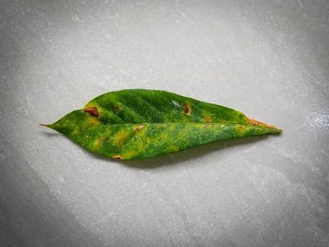 Leaf spot disease or leaf rust, which is caused by a fungal infection. Stock Photos