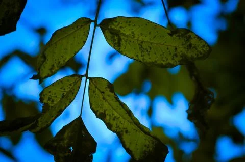 A leaf with spots is shown in the sunlight Stock Photos