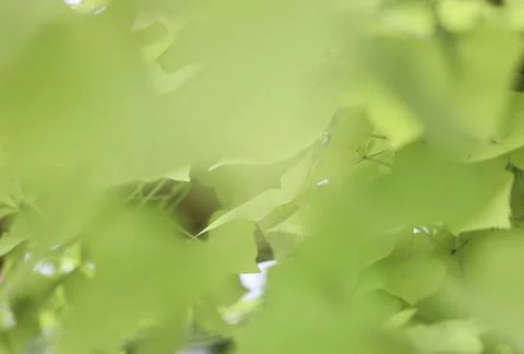 Leaf spring background on a green background Stock Photos