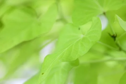 Leaf spring background on a green background Stock Photos